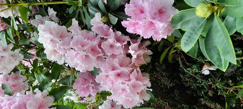 Photo 780197